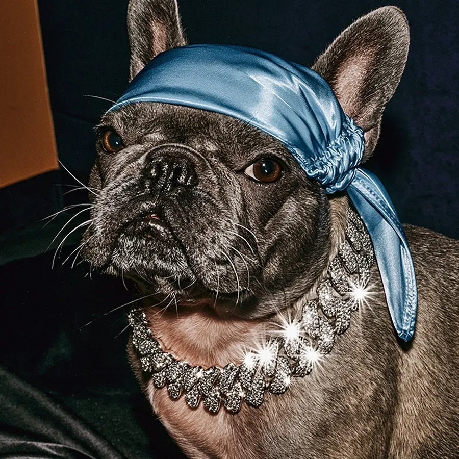 Editorial: French bulldog in blue satin, iced collar, gaze off-camera — concept imagery
